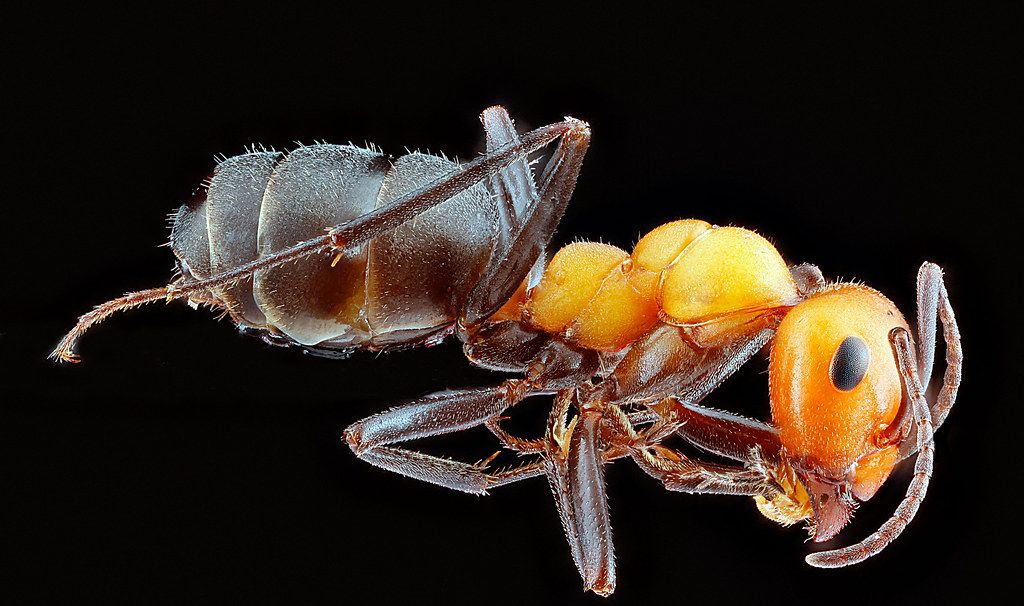Ant Control service in Mount Vernon, NY
