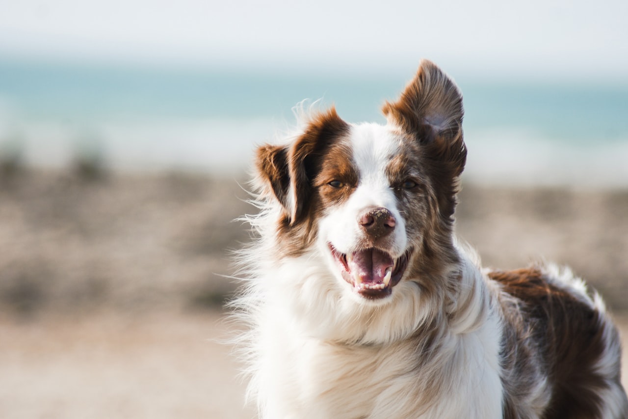 Flea & Tick Control service in Mount Vernon, NY