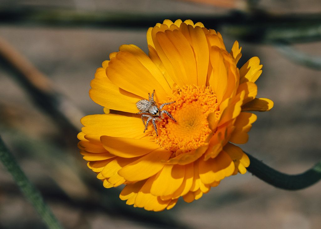 Spider Control service in Mount Vernon, NY